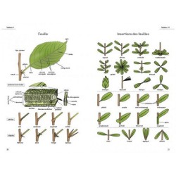 Le glossaire illustré pour la botanique de terrain Le glossaire illustré pour la botanique de terrain