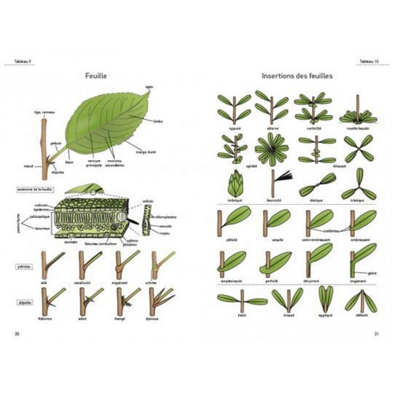 Le glossaire illustré pour la botanique de terrain Le glossaire illustré pour la botanique de terrain