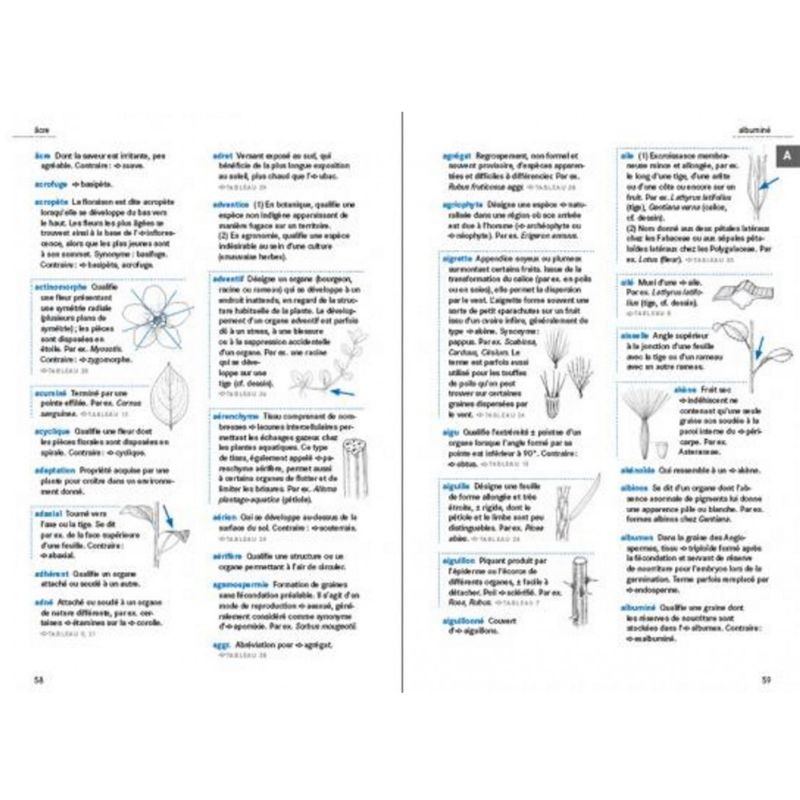 Le glossaire illustré pour la botanique de terrain Le glossaire illustré pour la botanique de terrain