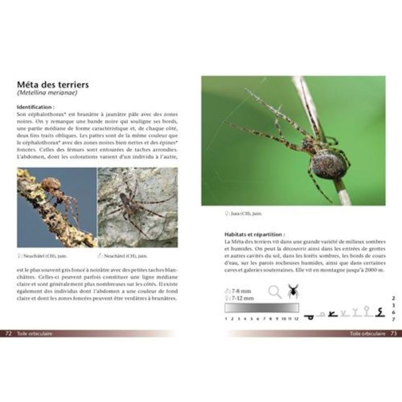 Araignées - Guide de terrain Araignées - Guide de terrain