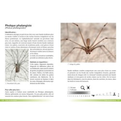 Araignées - Guide de terrain Araignées - Guide de terrain