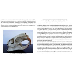 Les rongeurs de France - Faunistique et biologie