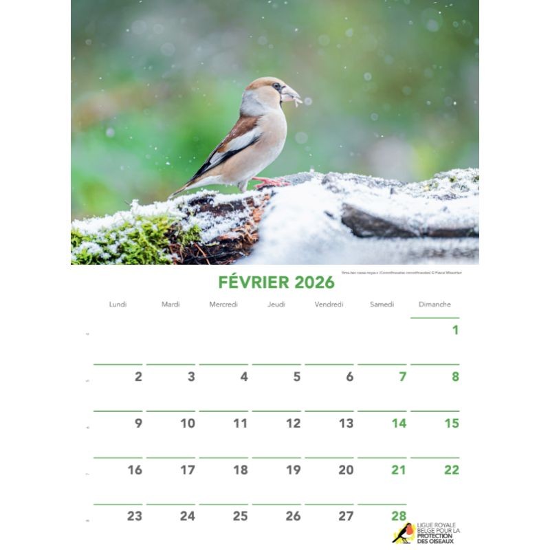 Calendrier des Oiseaux 2026 Calendrier des Oiseaux 2026