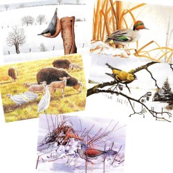 5 cartes de correspondance Série 4 - Divers