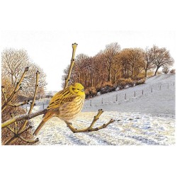 Bruant jaune - Carte de correspondance - François Desbordes