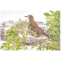 Grive draine - Carte de correspondance - François Desbordes