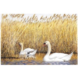 Cygnes tuberculés - Carte de correspondance - François Desbordes