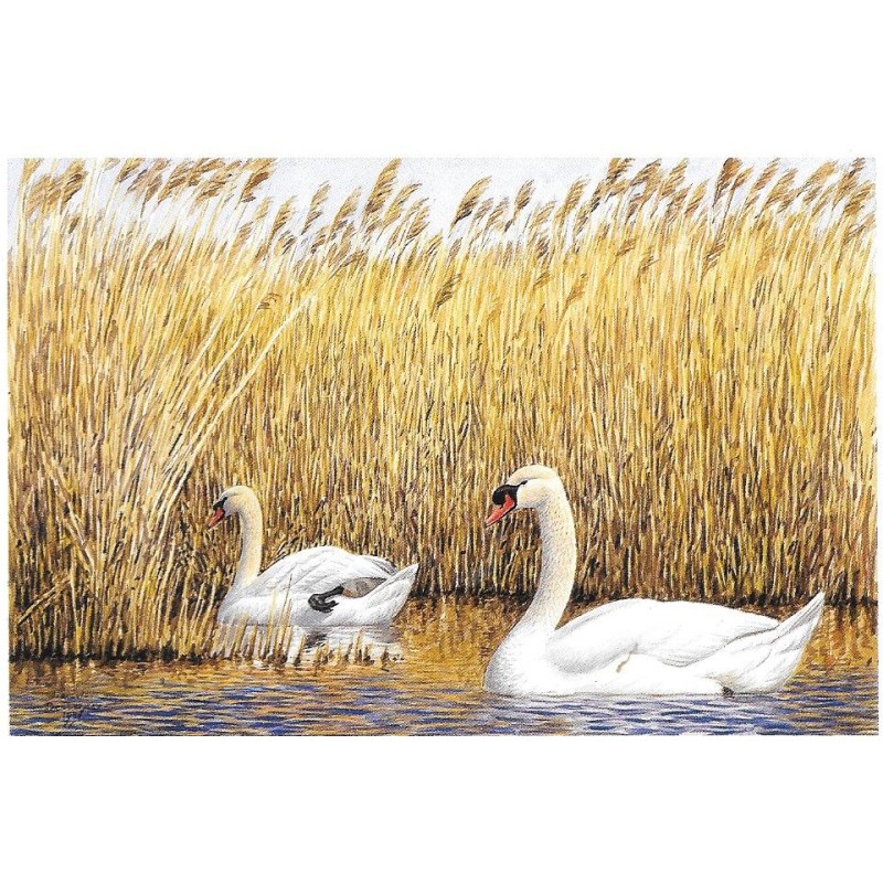 Cygnes tuberculés - Carte de correspondance - François Desbordes