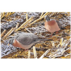 Pigeons ramiers - Carte de correspondance - François Desbordes