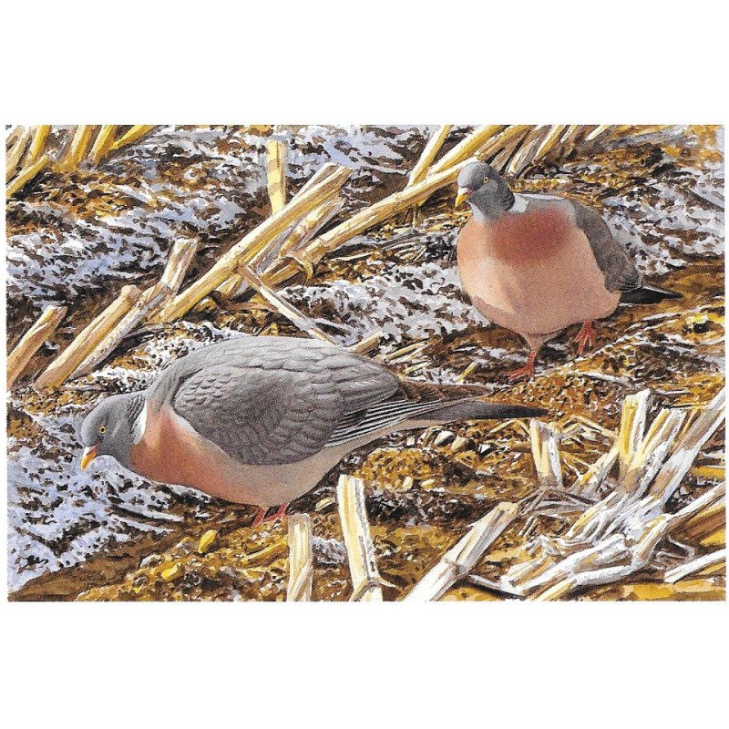 Pigeons ramiers - Carte de correspondance - François Desbordes Pigeons ramiers - Carte de correspondance - François Desbordes