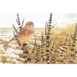 Linotte mélodieuse - Carte de correspondance - François Desbordes