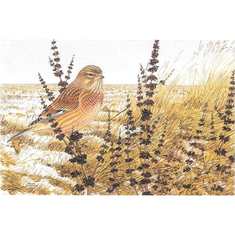 Linotte mélodieuse - Carte de correspondance - François Desbordes Linotte mélodieuse - Carte de correspondance - François Desbordes