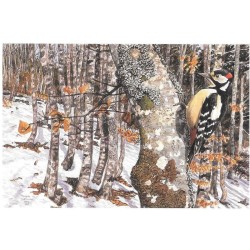 Pic épeiche - Carte de correspondance - François Desbordes