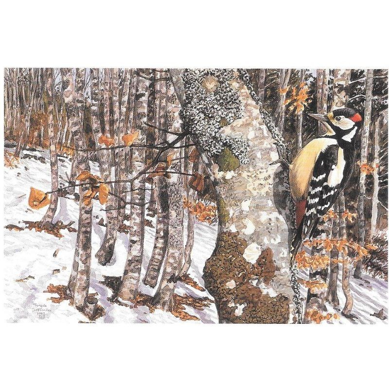 Pic épeiche - Carte de correspondance - François Desbordes Pic épeiche - Carte de correspondance - François Desbordes