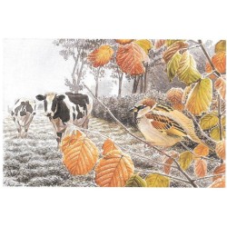 Moineau domestique - Carte de correspondance - François Desbordes