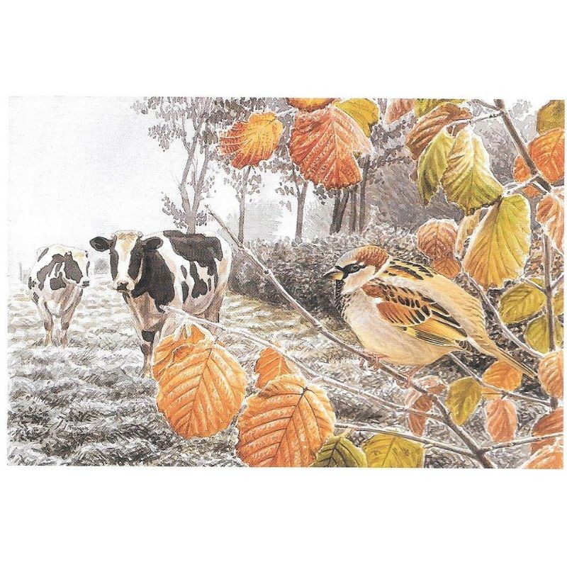 Moineau domestique - Carte de correspondance - François Desbordes