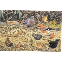 Oiseaux de nos jardins et forêts - Carte de correspondance - François Desbordes