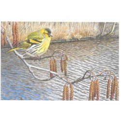 Tarin des aulnes - Carte de correspondance - François Desbordes