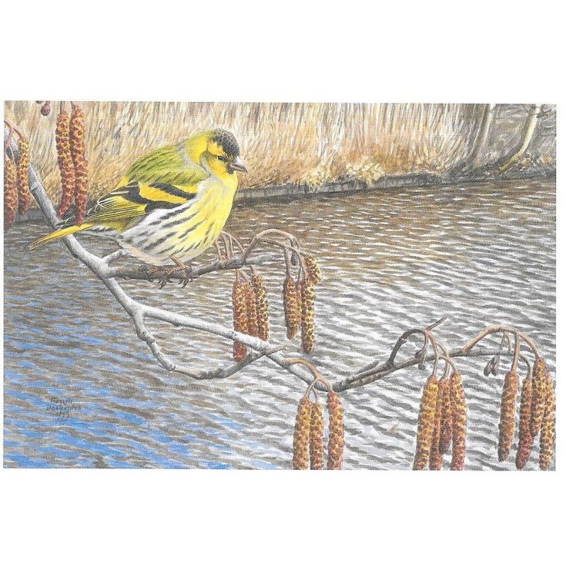 Tarin des aulnes - Carte de correspondance - François Desbordes