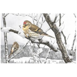 Sizerin flammé - Carte de correspondance - François Desbordes