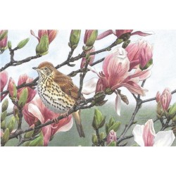 Grive musicienne - Carte de correspondance - François Desbordes