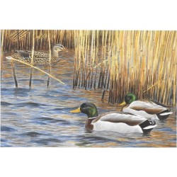 Canards colverts - Carte de correspondance - François Desbordes