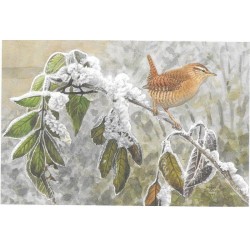 Troglodyte mignon - Carte de correspondance - François Desbordes