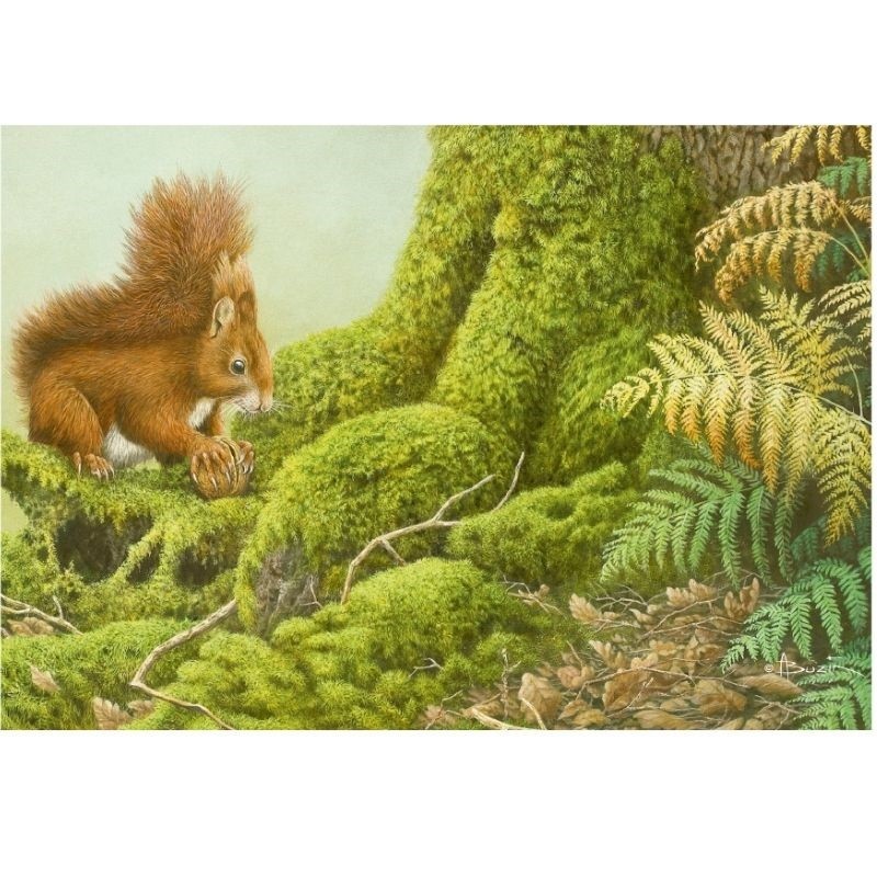 Écureuil roux - Carte de correspondance d'André Buzin