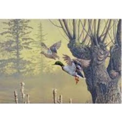 Canard colvert - Carte de correspondance d'André Buzin