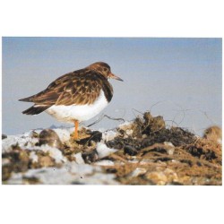 Tournepierre à collier - Carte de correspondance (photo)