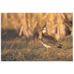 Vanneau huppé - Carte de correspondance (photo)
