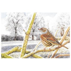 Accenteur mouchet - Carte de correspondance - François Desbordes