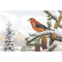 Bec-croisé des sapins - Carte de correspondance - François Desbordes