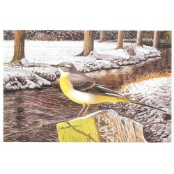 Bergeronnette des ruisseaux - Carte de correspondance - François Desbordes