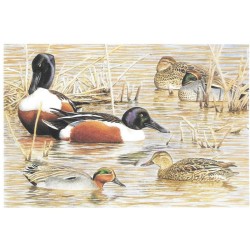 Canards souchets & Sarcelles d'hiver - Carte de correspondance - François Desbordes