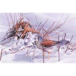 Faucon crécerelle - Carte de correspondance - Johan de Crem