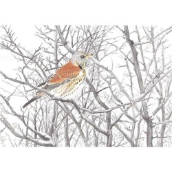 Grive litorne - Carte de correspondance - François Desbordes