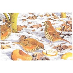 Grives mauvis & Grive musicienne - Carte de correspondance - François Desbordes