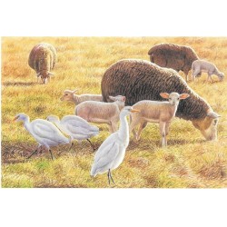 Hérons gardeboeufs - Carte de correspondance - François Desbordes