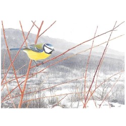 Mésange bleue - Carte de correspondance - François Desbordes