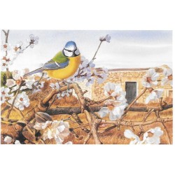 Mésange bleue/Blue tit - Carte de correspondance - François Desbordes