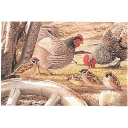 Moineaux friquets - Carte de correspondance - François Desbordes