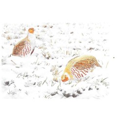 Perdrix grises - Carte de correspondance - François Desbordes