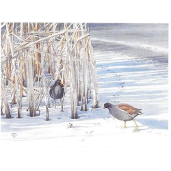 Poules d'eau - Carte de correspondance - François Desbordes