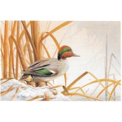 Sarcelle d'hiver - Carte de correspondance - André Buzin