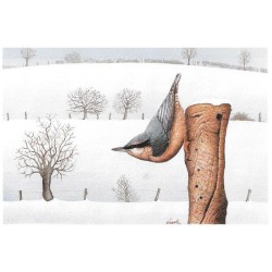 Sitelle torchepot - Carte de correspondance - Jean-Marie Winants