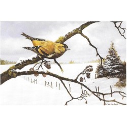 Tarin des aulnes/Siskin - Carte de correspondance - Luc Van den Bergh