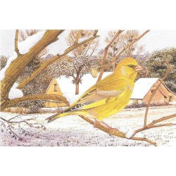 Verdier d'Europe - Carte de correspondance - François Desbordes