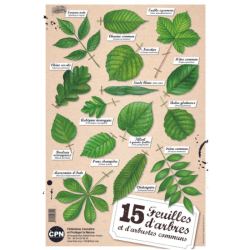 Affiche CPN « 15 feuilles d’arbres et d’arbustes communs »
