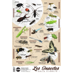 Affiche CPN « Les insectes, quelle diversité ! »